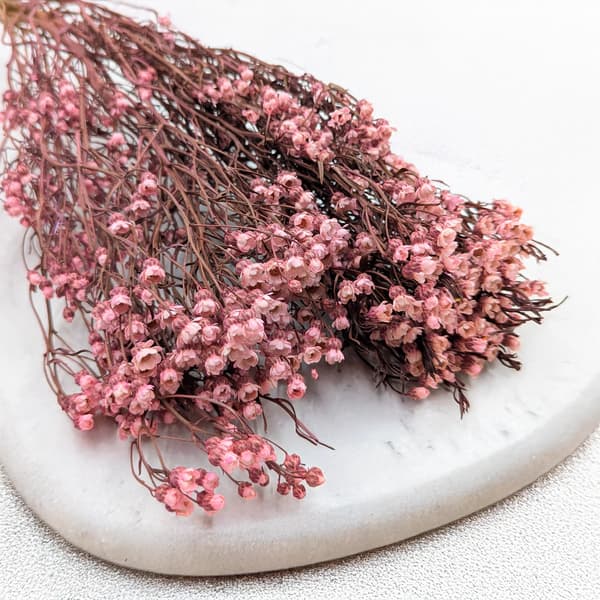 Oxodia Dried - Ljusrosa