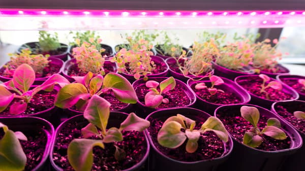 LED-belysning för växttillväxt 50 cm GROW 3:1