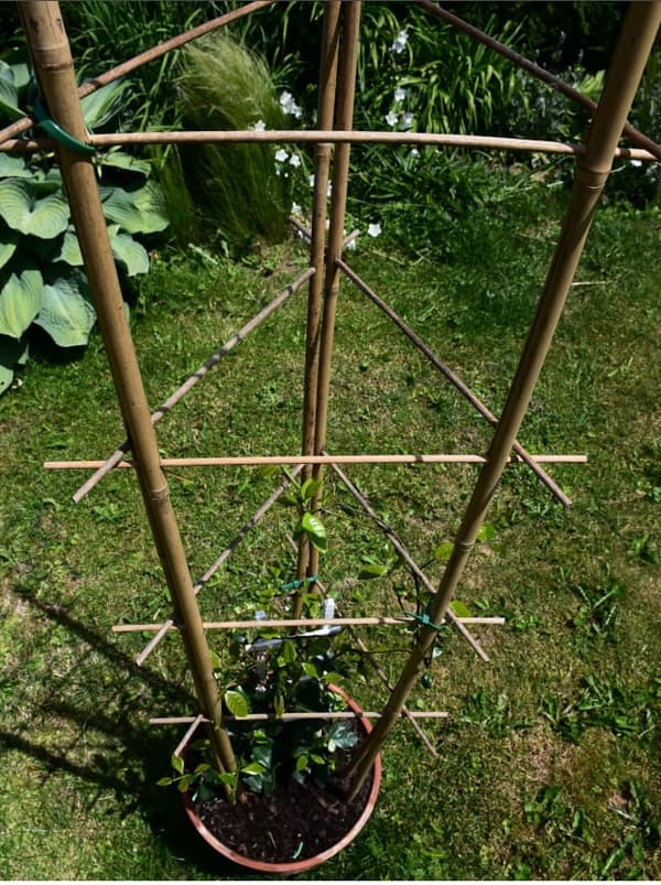 Bambusstige med bue 60 cm /10 stk./