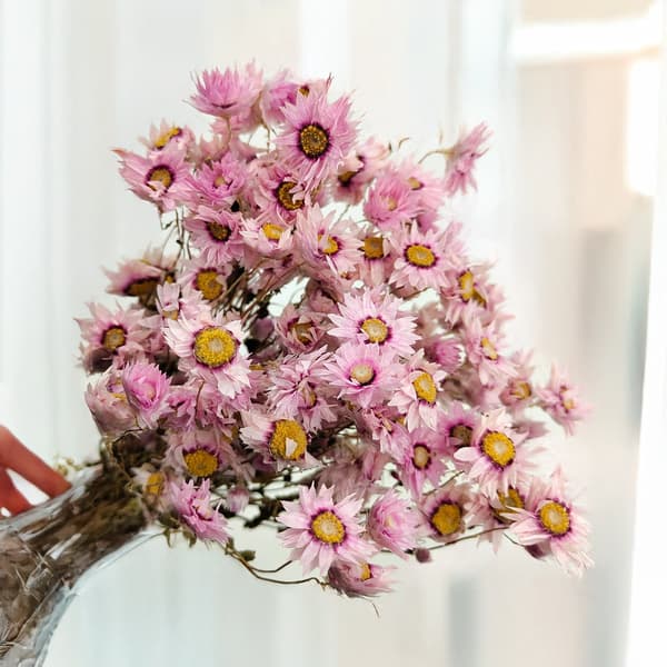 Torkad Rhodanthe - Rosa