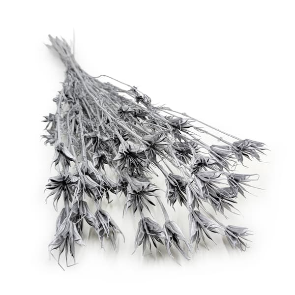 Orientalisk svart spiskummin - (Nigella Orientalis) - Silver
