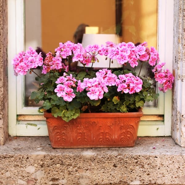Jord TIL GERANIUM SURFINIA 50L til altanblomster og prydplanter