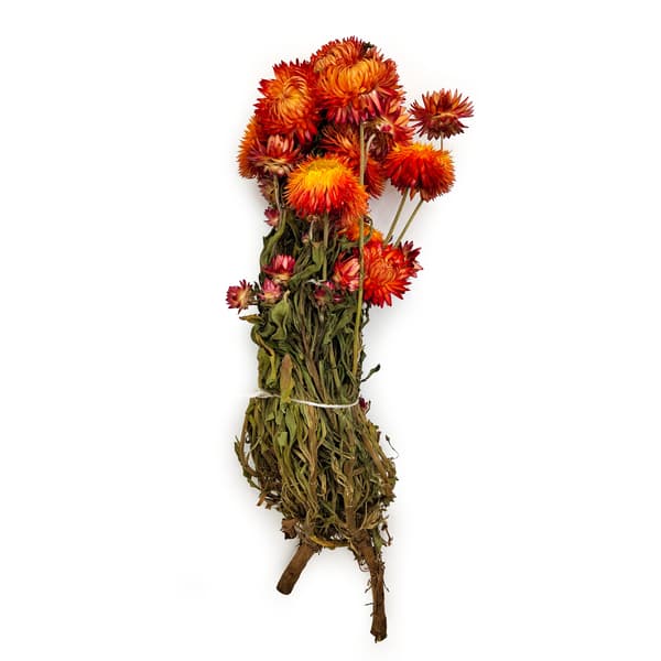 Tørret Helichrysum Granvia® - (Helichrysum Granvia®) - Orange