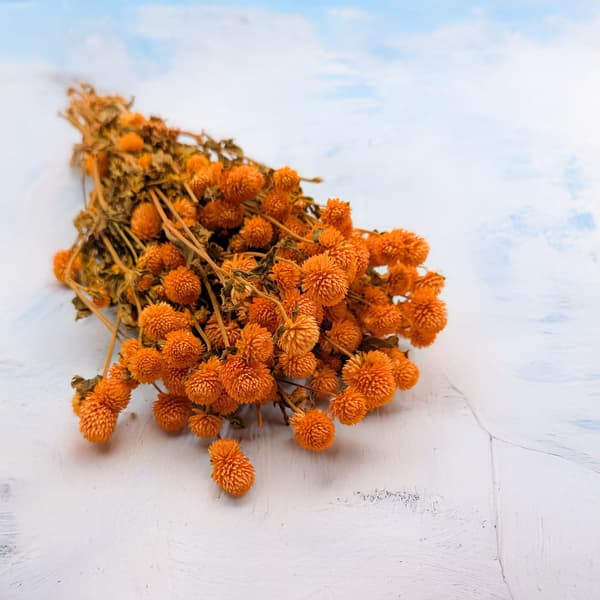 Tørret Gomphrena Globulus - (Globular Everlasting) - Orange