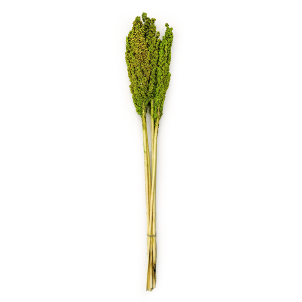Sorghum millo - (Sorghum) - Celadon 5 kpl