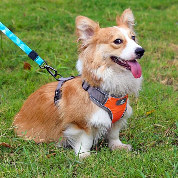 ASTRO orange træningssele til luftede hunde, størrelse M