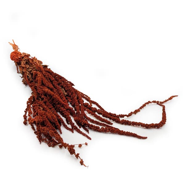 Stabiliseret amarant - Amaranth - Mørk terrakotta
