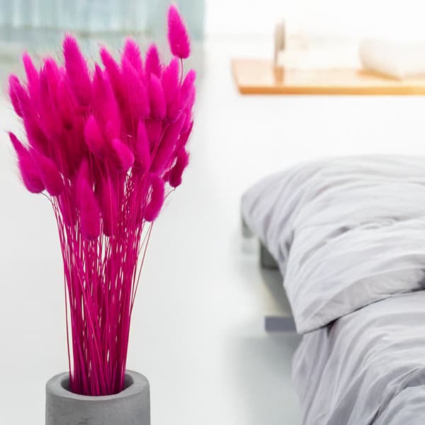 Torkad Lagurus - Lagurus ovata - fuchsia