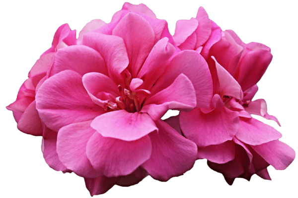 Aromah Geranium eterisk olja 1000ml 100% naturlig essens