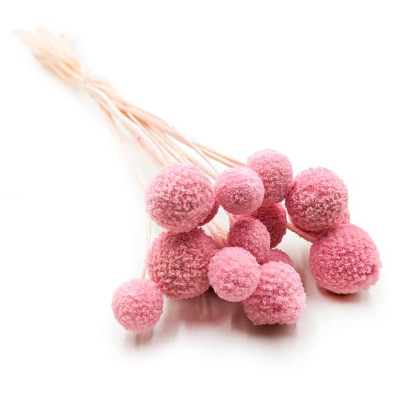 Torkad Craspedia - (Craspedia Extra) - Rosa - bukett med 15