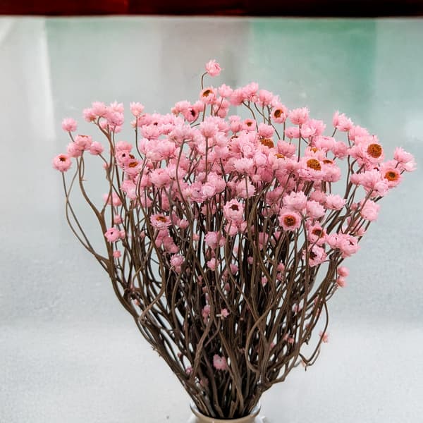 Kuivattu kultayrtti (Ammobium alatum) - Vaaleanpunainen - PREMIUM