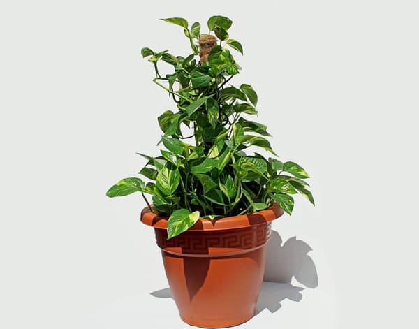 Kokosnødspæl 40 cm 3 stk.