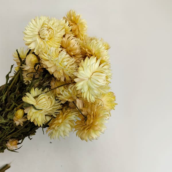 Tørret Helichrysum Granvia® - (Helichrysum Granvia®) - Strå