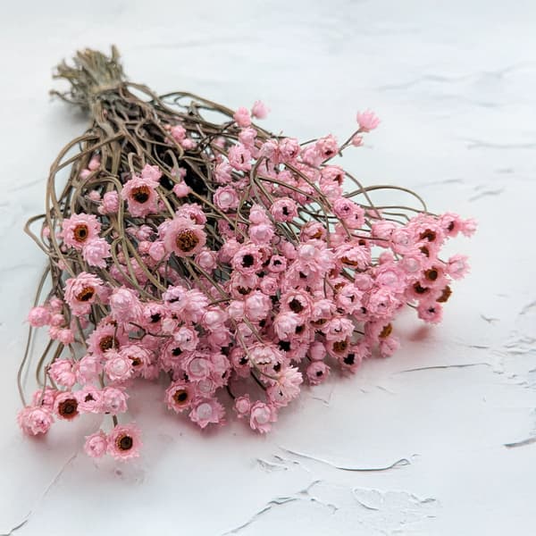 Torkad gullört (Ammobium alatum) - Ljusrosa - PREMIUM
