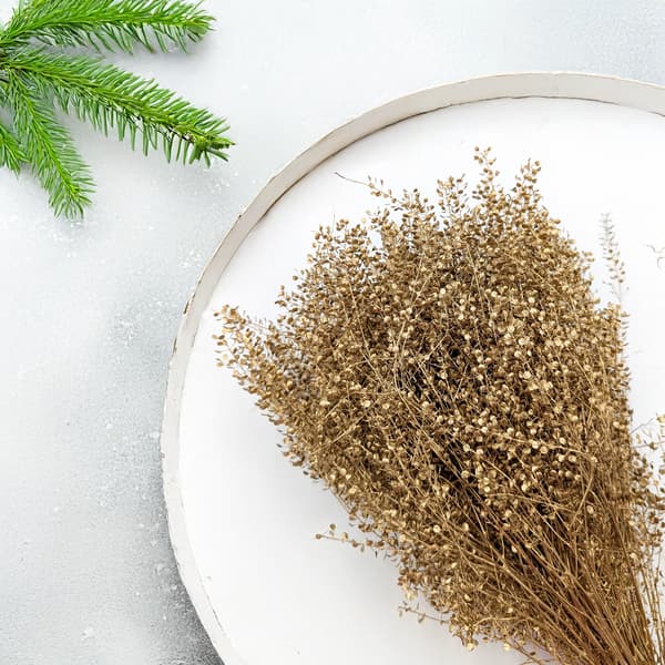 Lepidium (Lepidium sativum) - Kultainen