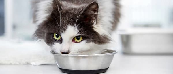 Royal Canin Kitten Sterilised Torrfoder för Kattungar 3,5 kg
