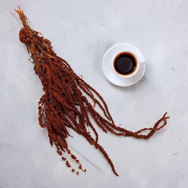 Stabiliseret amarant - Amaranth - Mørk terrakotta