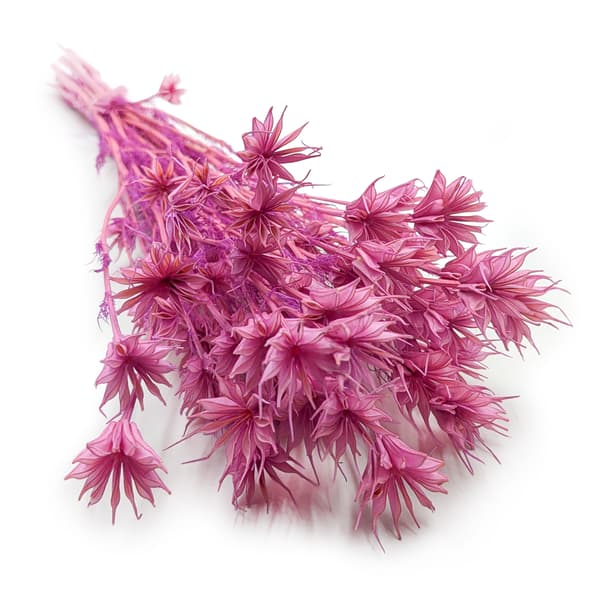 Orientalsk sort spidskommen - (Nigella Orientalis) - Syren