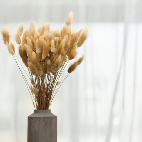 Tørret Lagurus - Lagurus ovata - naturlig