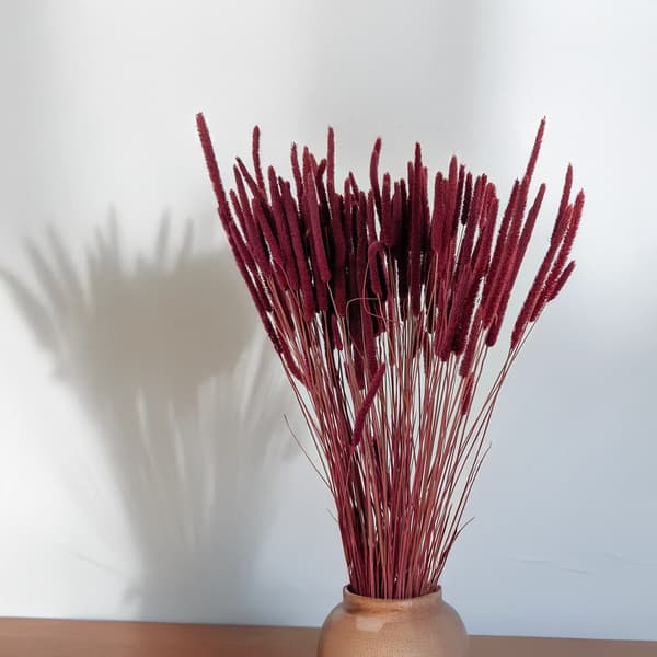 Tørret græs - Timothy (Phleum) - Bourgogne