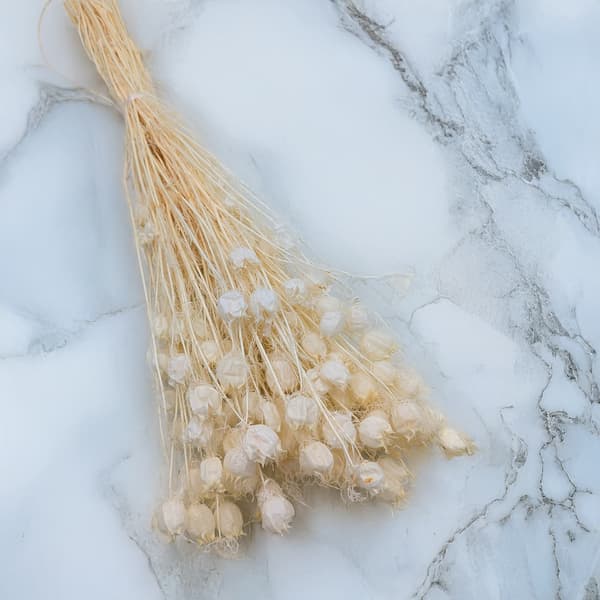 Tørret sort spidskommen - (Nigella Damascena) - Bleget