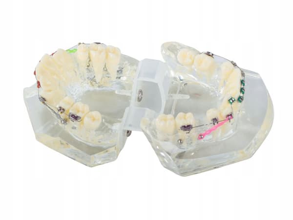 Modell Dental Apparat (100) / 60