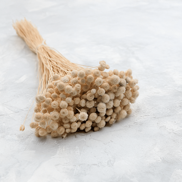 Botao Amarelino - (Amarelinho) - beige