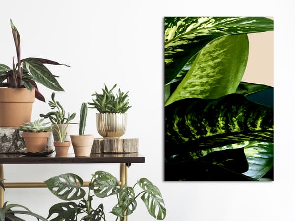 Bild - Dieffenbachia (endel) vertikal