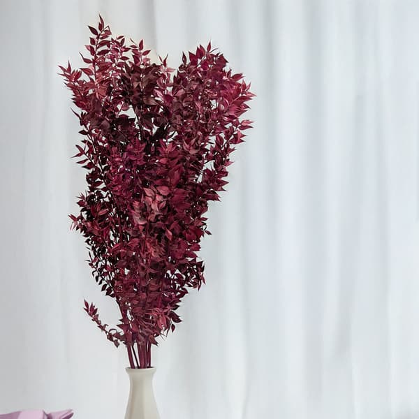 Stabiloitu Ruscus - (Ruscus) - Kirsikka