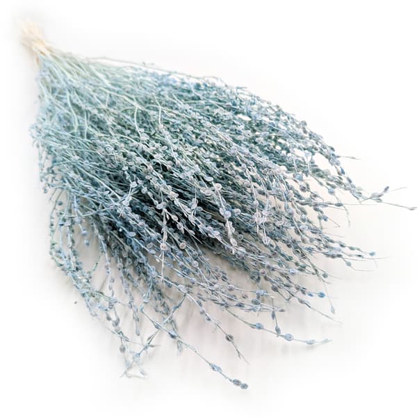 Lepidium (Lepidium sativum) - Minttu