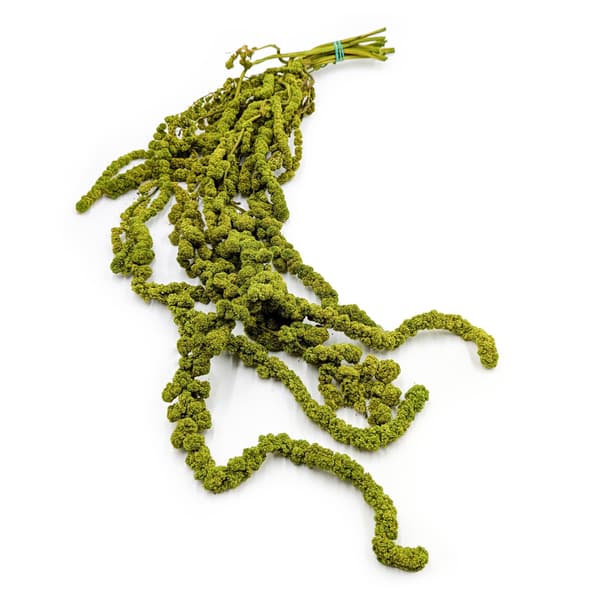 Stabiliserad sfärisk amarant - Amaranth - Ljusgrön