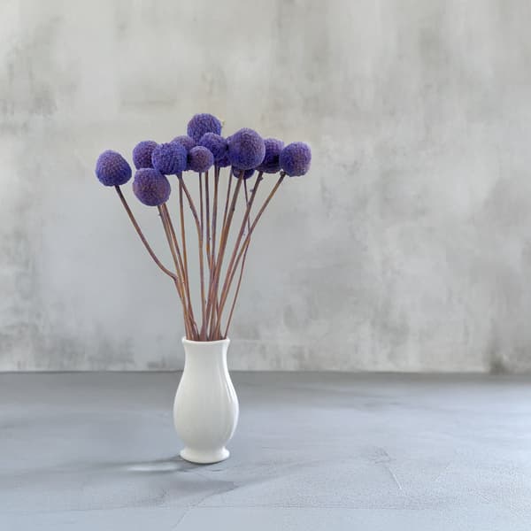 Torkad Craspedia - (Craspedia Extra) - Lavendel - bukett om 15