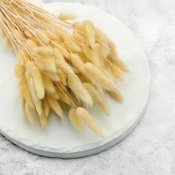 Kuivattu Lagurus - Kermainen