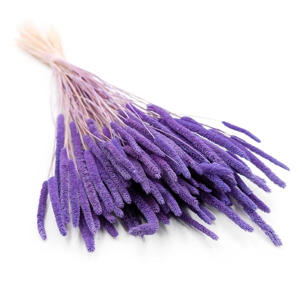 Kuiva ruoho - Timothy (Phleum) - Lila