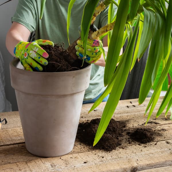 Jord til drivhusplanter 5L til palme, yucca, monstera, kaktus