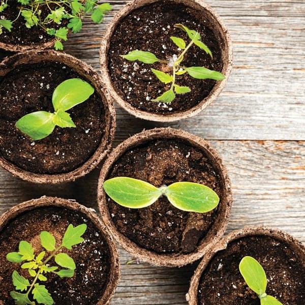 Krukor 6 cm runda 24 st. PLANTA