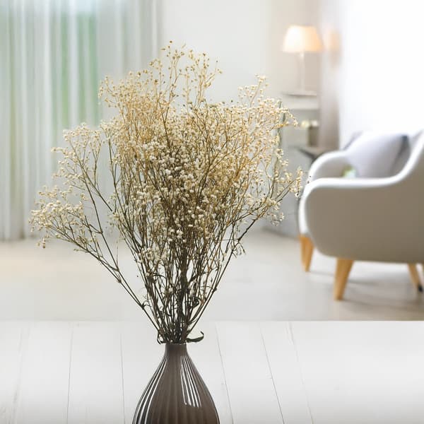 Stabiliserad Gypsophila - Naturvit