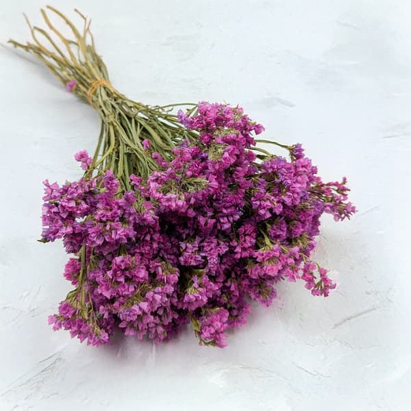 Limonium sinuatum - Rosa