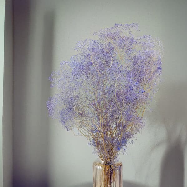 Stabiliserad Gypsophila MINI - (gypsophila) - Lavendel