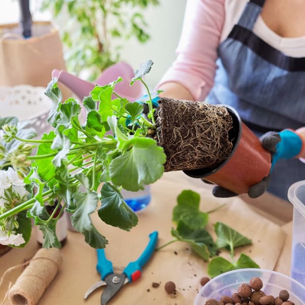 Jord TIL GERANIUM SURFINIA 50L til altanblomster og prydplanter