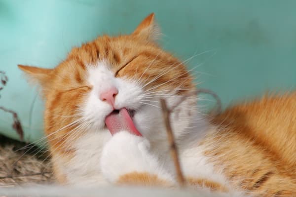 WHISKAS tørfoder til steriliserede katte med kylling 14 kg