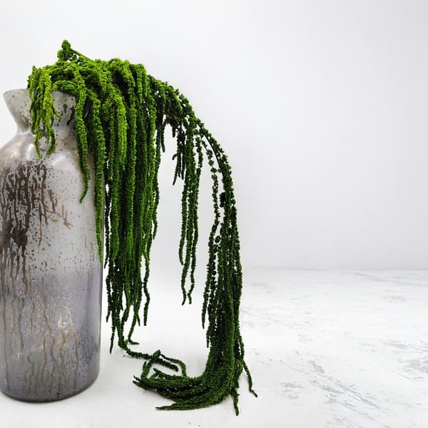 Stabiliserad amarant - Amaranth - Grön