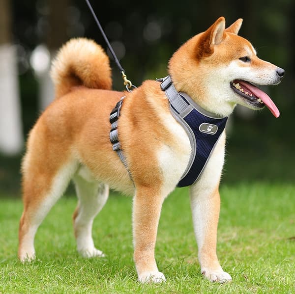 ASTRO marinblå hundträningssele, storlek XL