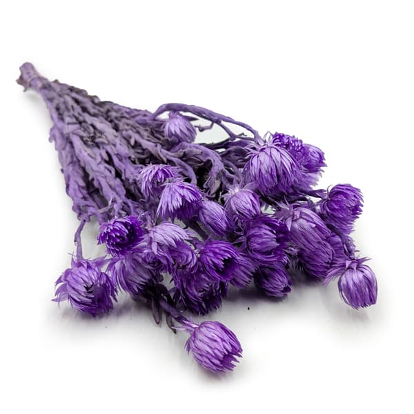 Kaaps Blomst - Phaenocoma prolifera - (Kap-halmblomst) - Lavendel