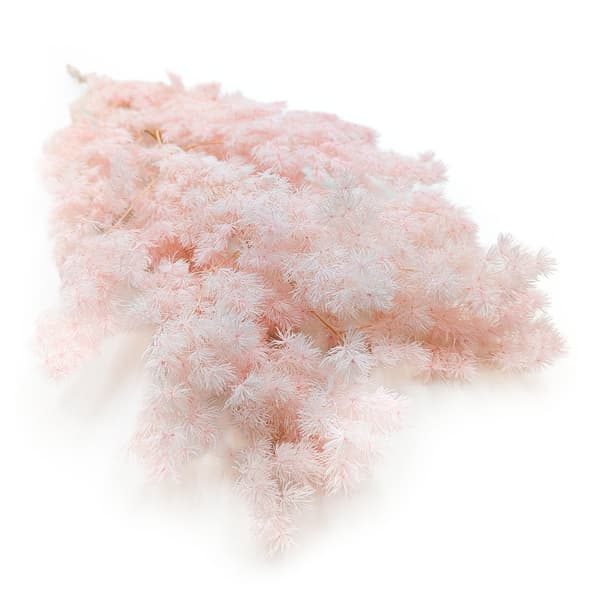 Stabiliseret asparges - Ming-bregne - Pastelrosa