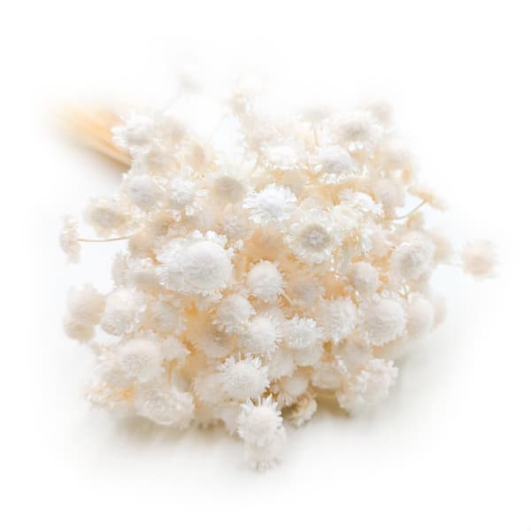 Glixia Dried BIG - (Comanthera, Gliksja) - Blekt