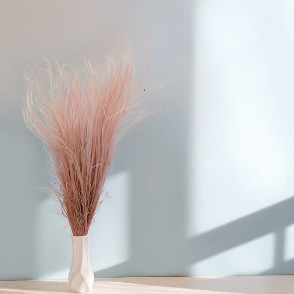 Torkad Stipa - Stipa pennata - Ljung