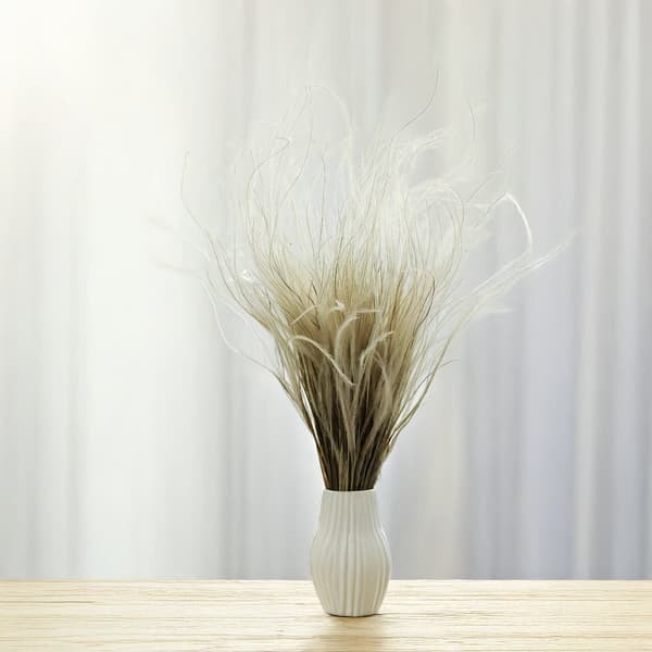Tørret Stipa - Stipa pennata - Naturlig