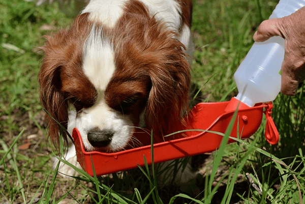 Rejsevandskål til hund eller kat