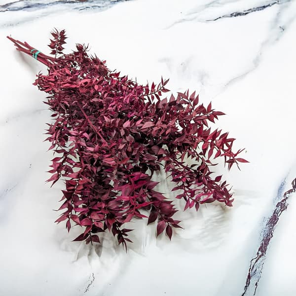 Stabiliserad Ruscus - (Ruscus) - Körsbär